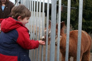 Simeon feeding llamas at the Cougar Mountain zoo